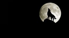 Silhouettes howling wolf Wolves