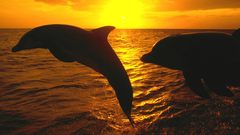 Silhouettes jumping Dolphins Sea