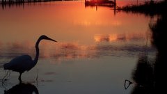 Silhouettes lakes sunset Birds
