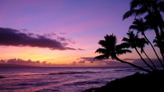 Silhouettes palm trees Beaches