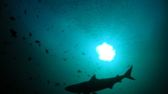 Silhouettes Sharks