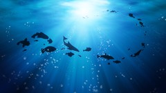 Silhouettes water ocean fish