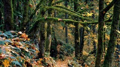 Silver Oregon falls Parks state