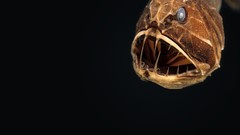 Simple anglerfish Sea Life