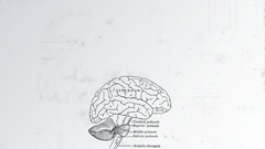 Simple Background brain drawings