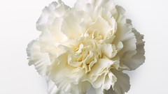 Simple Background Flowers