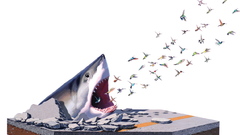 Simple Background great white