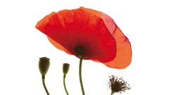 Simple Background Poppies Flowers