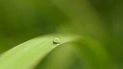 Simple Background water drops leaves macro