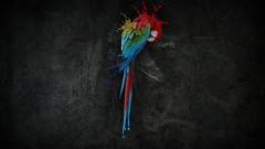 Simple Birds abstract Parrots multicolor minimalistic color 