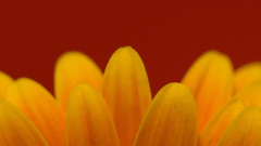 Simple colors flower