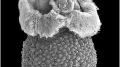 Sipunculan pelagosphera larva insect