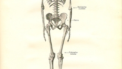 Skeleton Art Bones body human anatomy