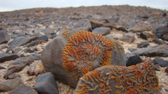 Skeleton coast again high
