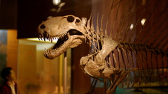 Skeleton here and high Dimetrodon Resolution grandis