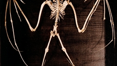 Skeleton high Resolution