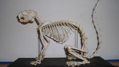 Skeleton high Resolution ratufa