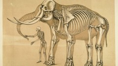 Skeletons elephants