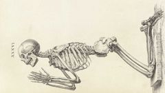 Skeletons line drawing