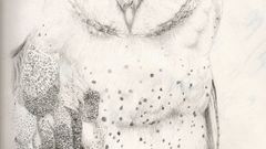Sketches Owls