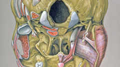 Skull base anatomy high