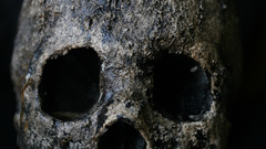 Skull high fossil Resolution jawless