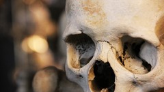 Skulls
