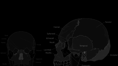 Skulls anatomy