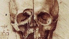Skulls anatomy