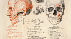 Skulls anatomy human infographics