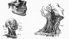 Skulls anatomy muscles