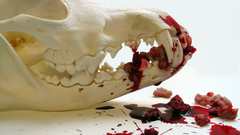 Skulls blood meat