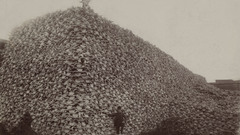 Skulls historic bison