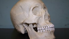 Skulls human bonehead