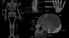 Skulls Science medicine anatomy