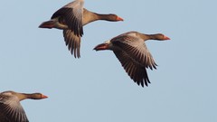 Sky Birds flying geese