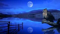 Sky owl Animals blue