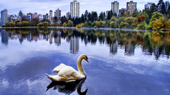 Skyline Swans Lake City