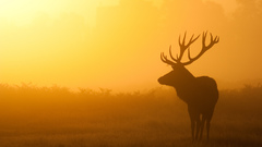 Skylines Animals wildlife fog