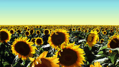 Skylines fields Sunflowers