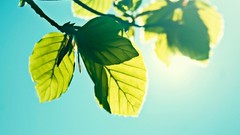 Skyscapes nature leaves sunlight