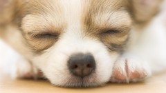 Sleeping chihuahua