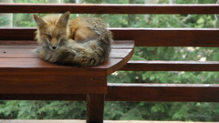 Sleeping foxes