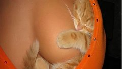 Sleeping Kittens boobs cats