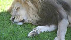Sleeping lion Animals