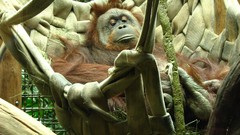 Sleeping monkeys orangutans