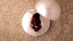 Sleeping Sleeping Beauty babies pearls black people Anne Geddes