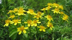 Sleeves yellow flowers