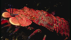 Slipper lobster lobste high