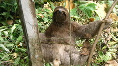 Sloth